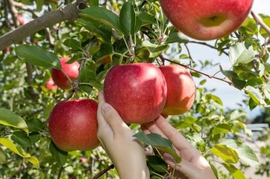 Apple Picking at Hirosaki Orchards