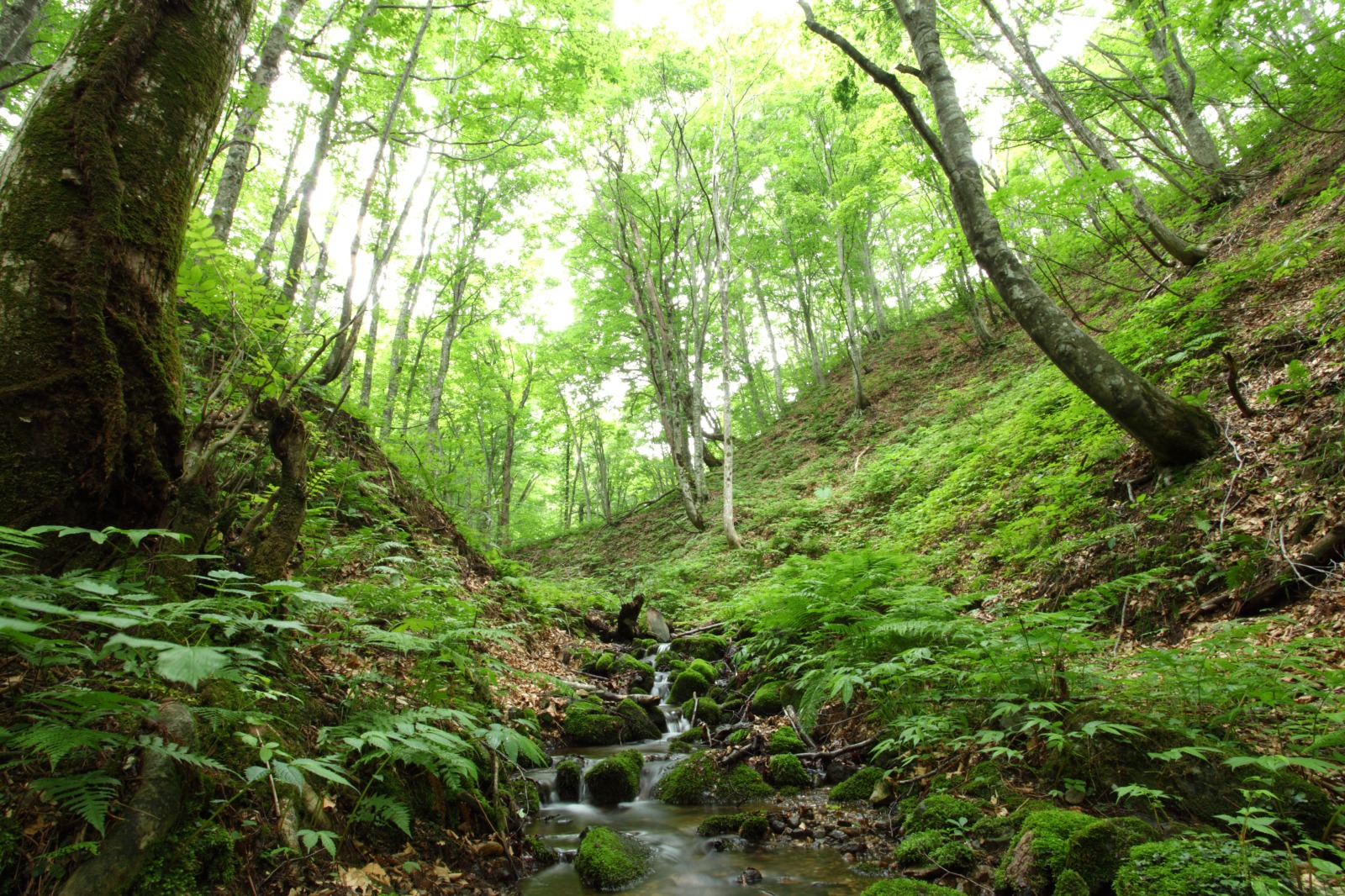 Trek the Shirakami-Sanchi Beech Forest