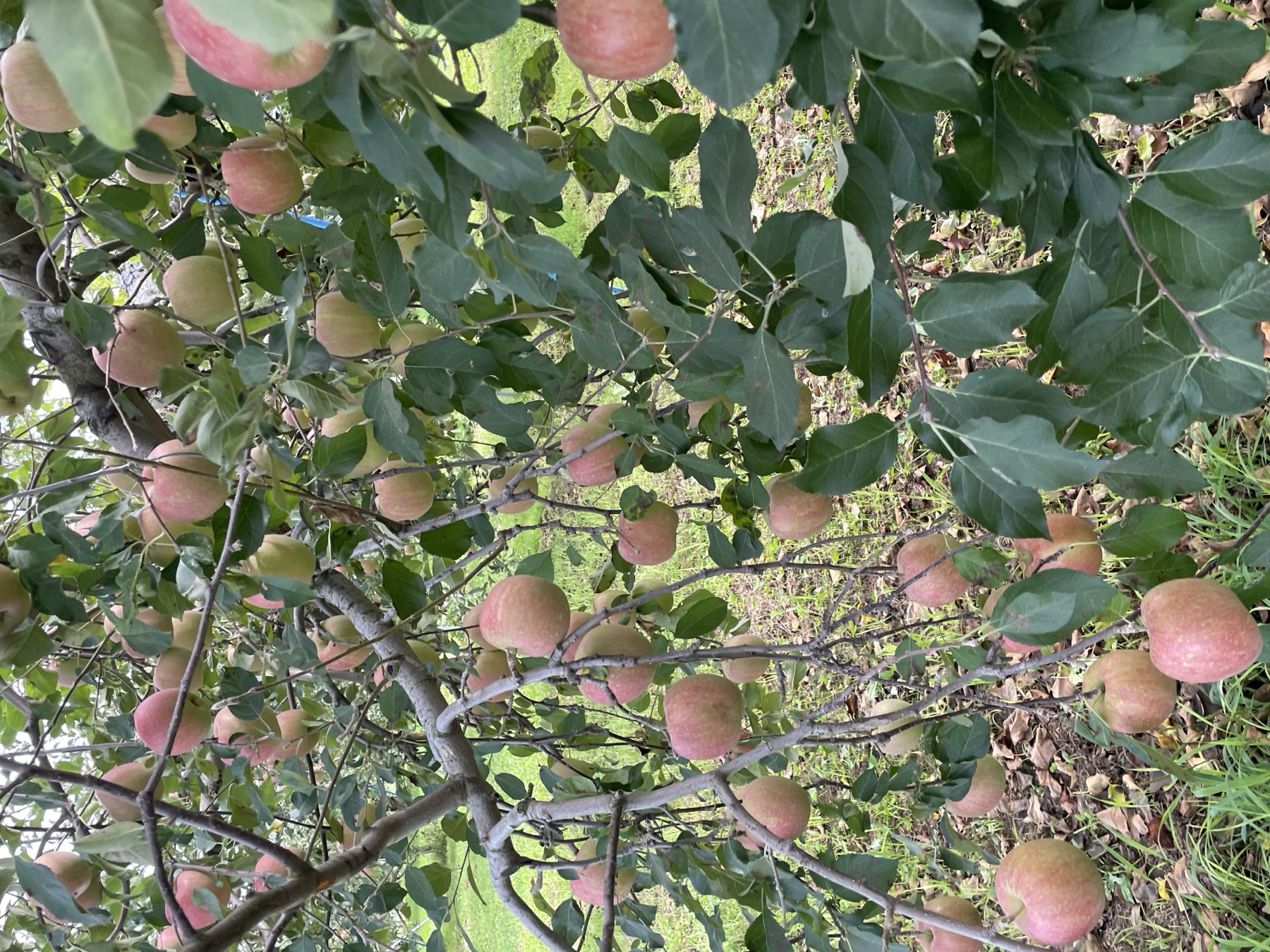 Apple Picking in Aomori: A First-Timer's Guide to Japan's Apple Country