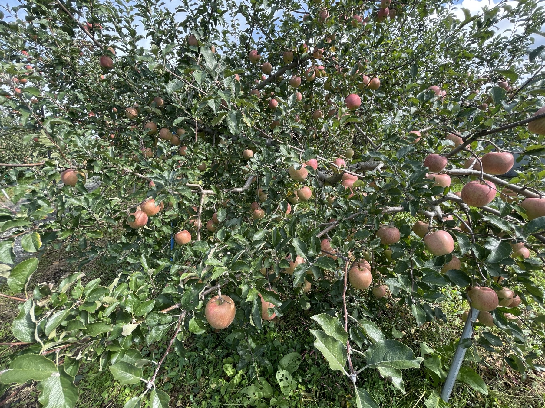 Kudo Farm orchard