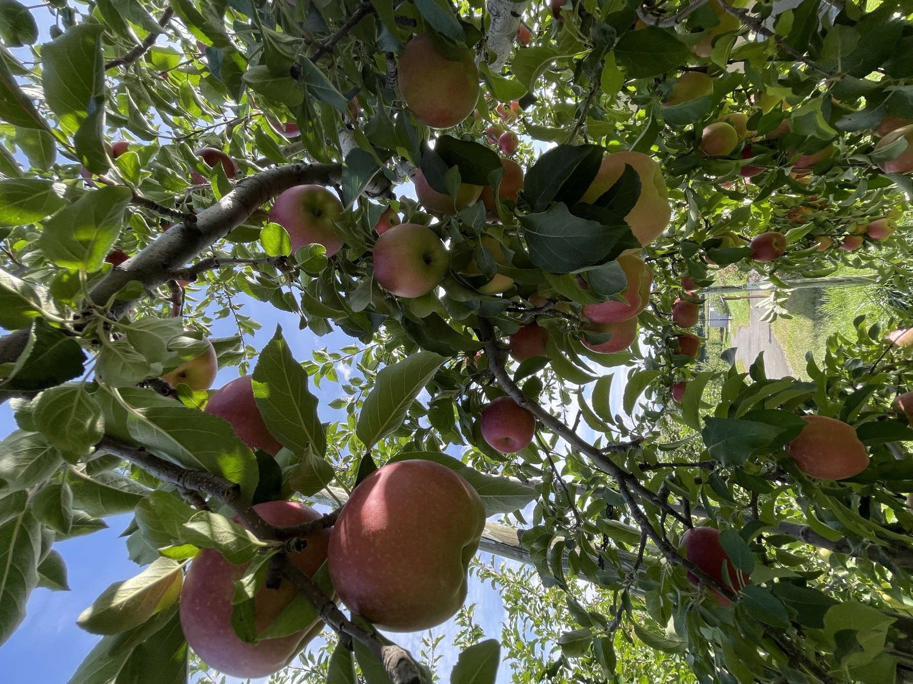 Kudo Farm orchard