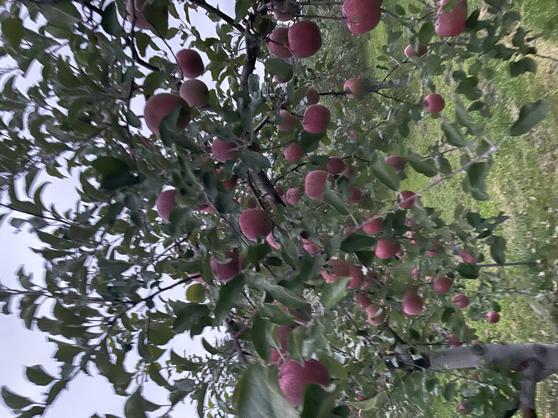 Kudo Farm orchard
