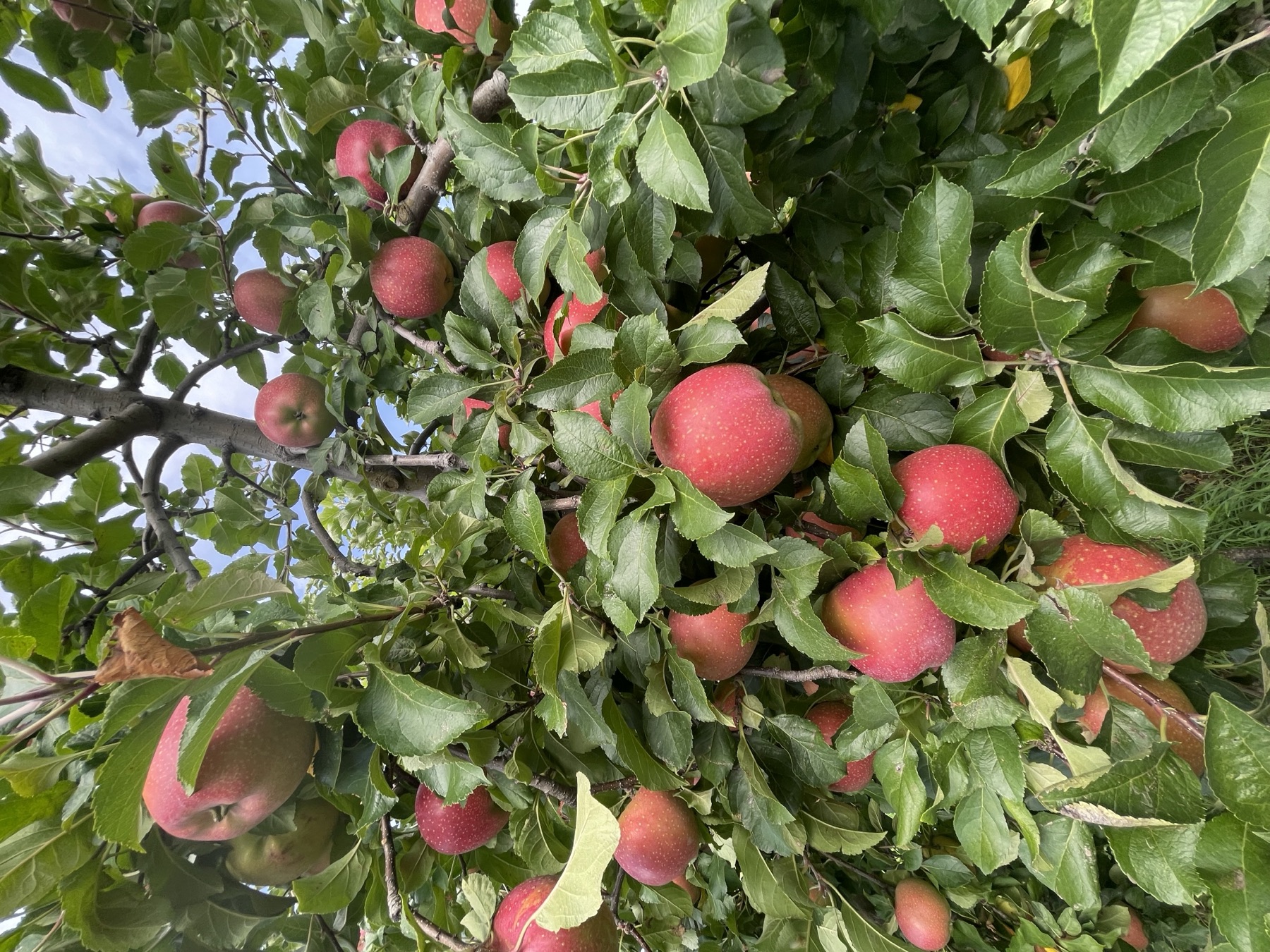 Kudo Farm orchard