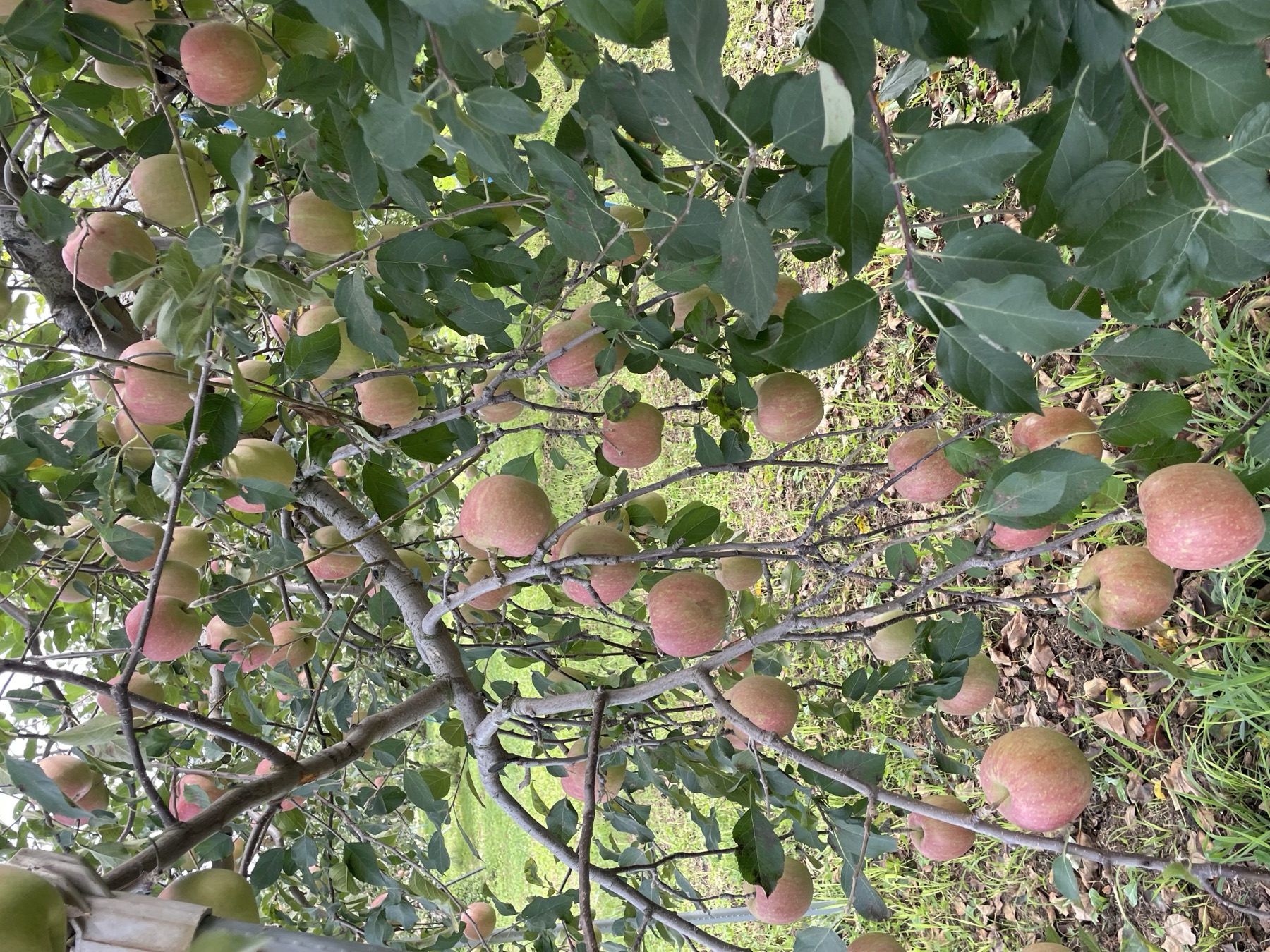 Kudo Farm orchard