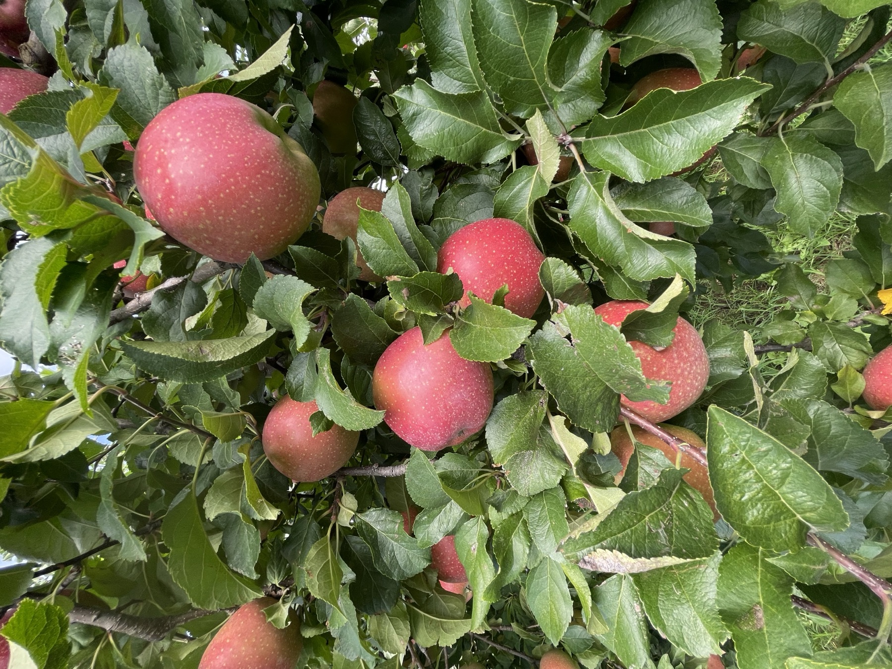 Kudo Farm orchard