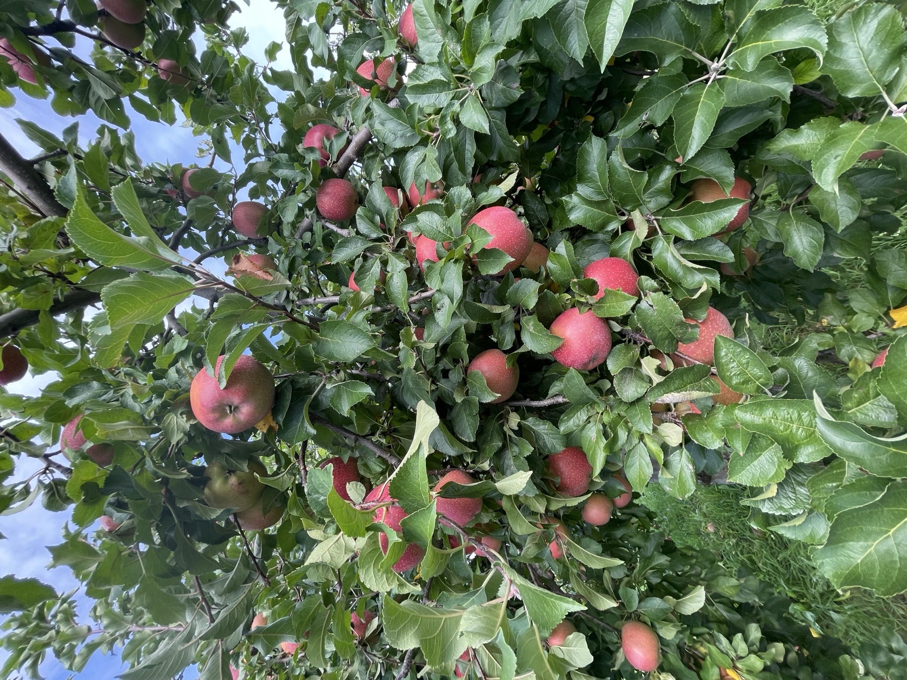 Kudo Farm orchard