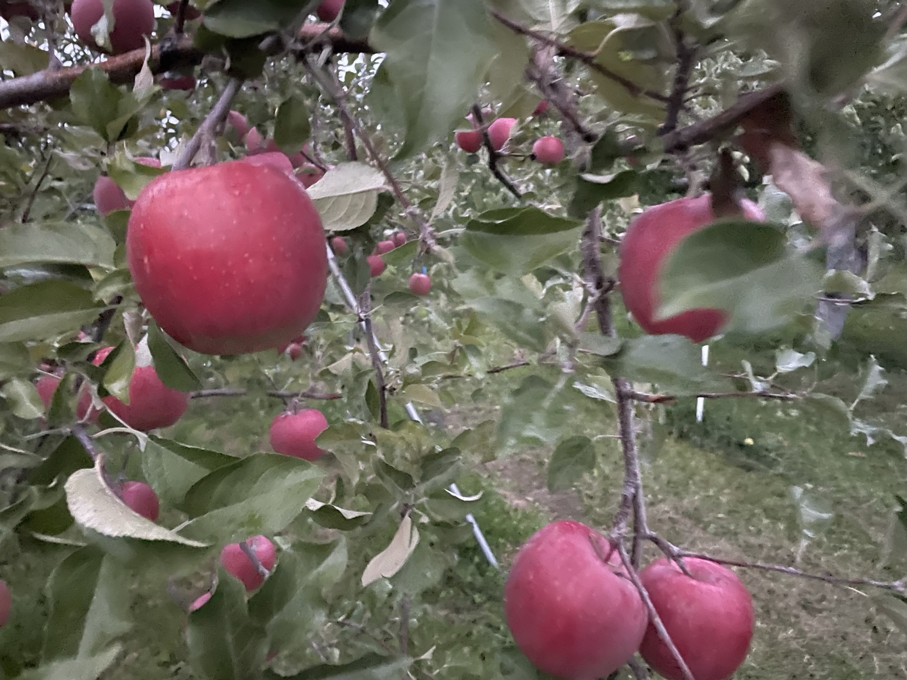 Kudo Farm orchard
