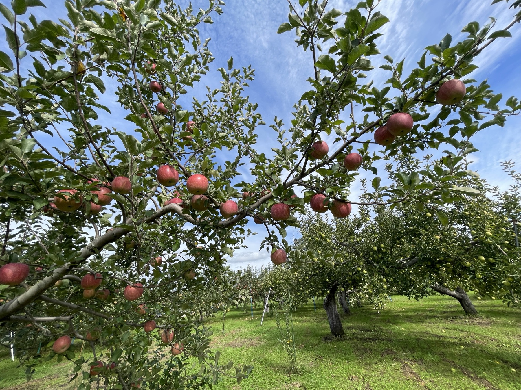 Kudo Farm orchard