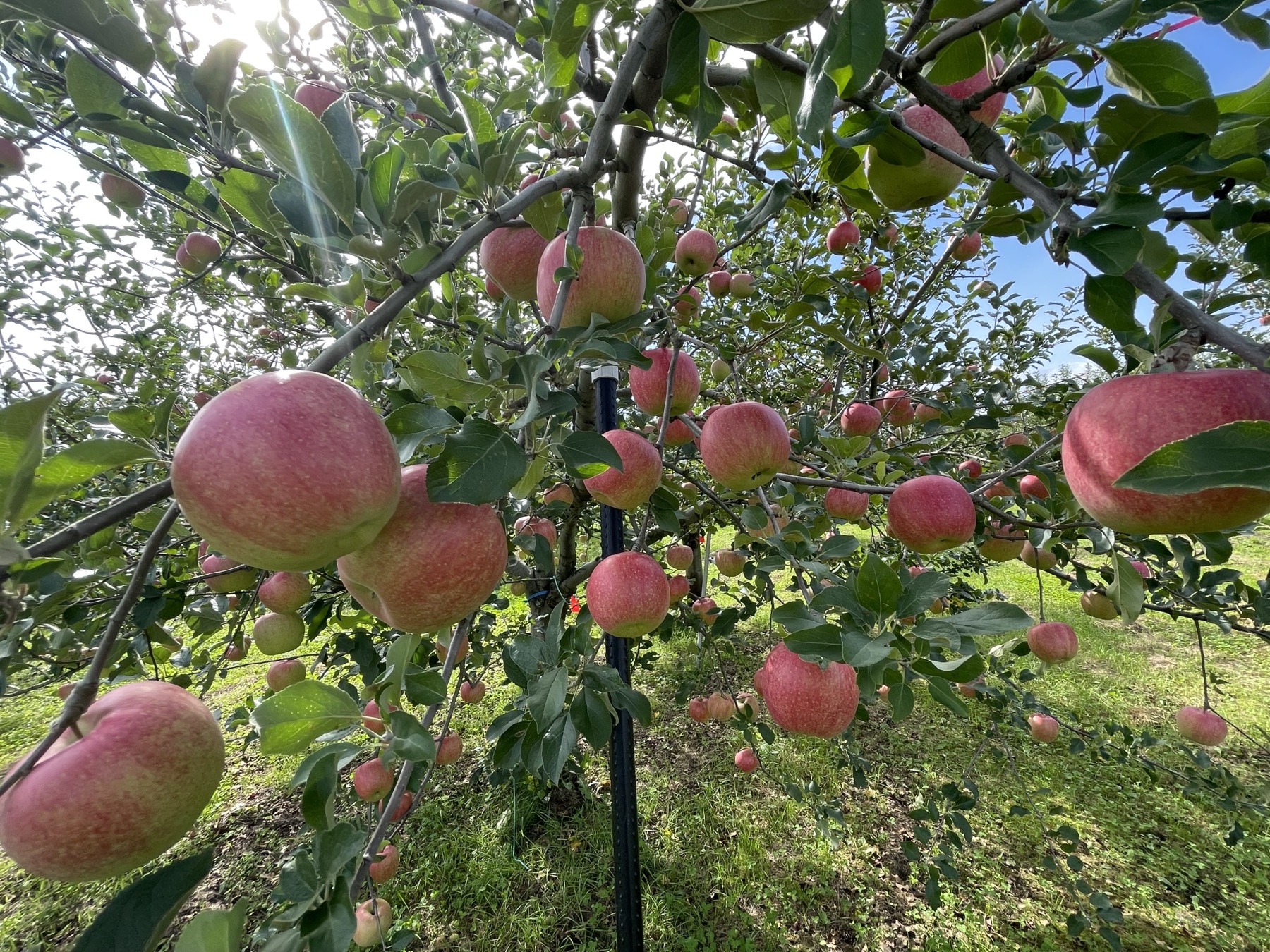 Best Time to Visit Aomori for Apple Picking: A Month-by-Month Guide