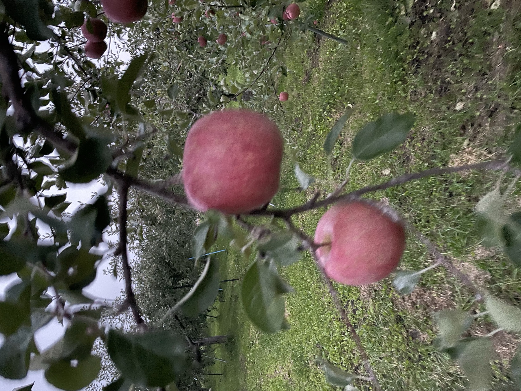 Kudo Farm orchard