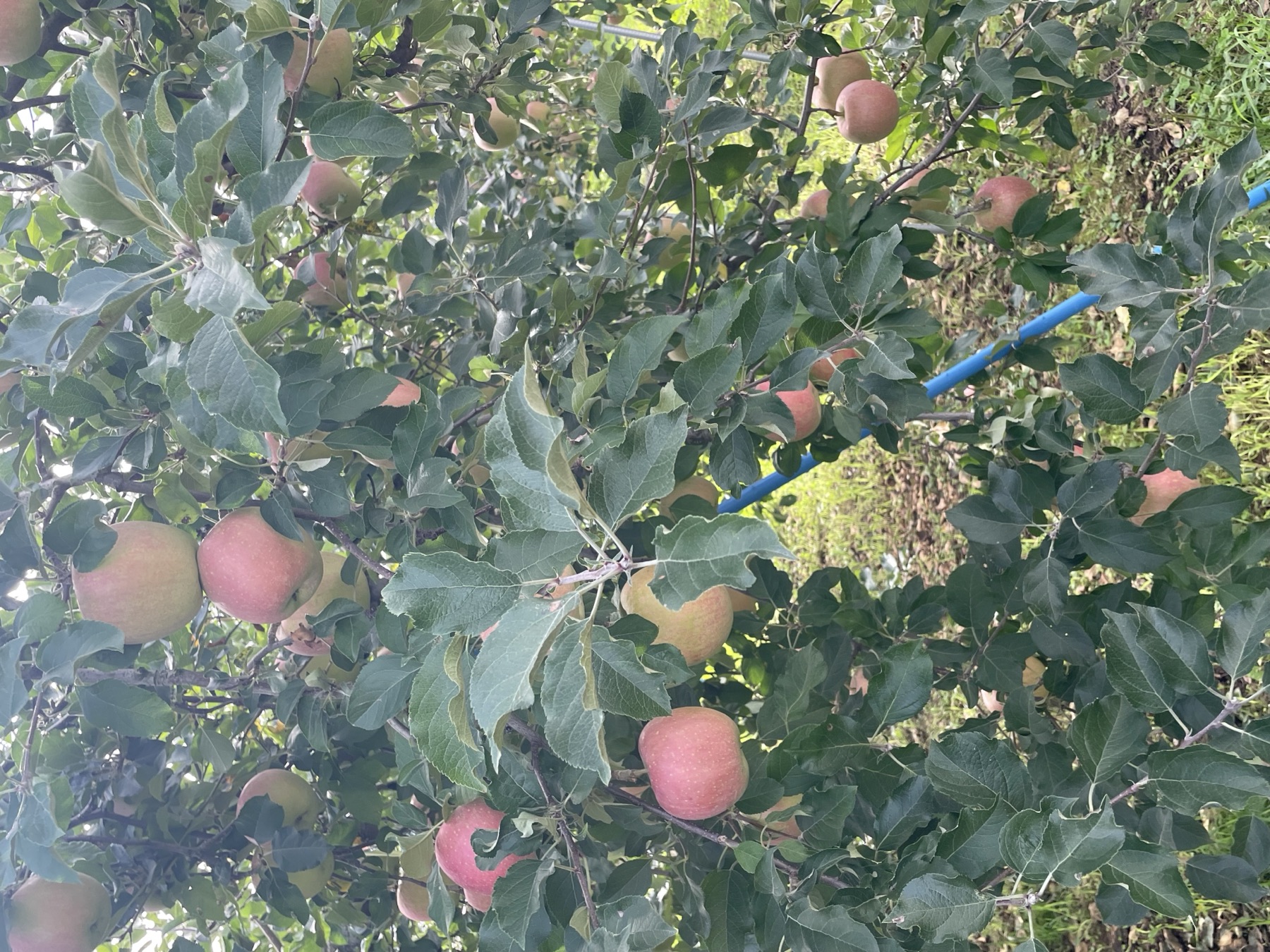 Kudo Farm orchard