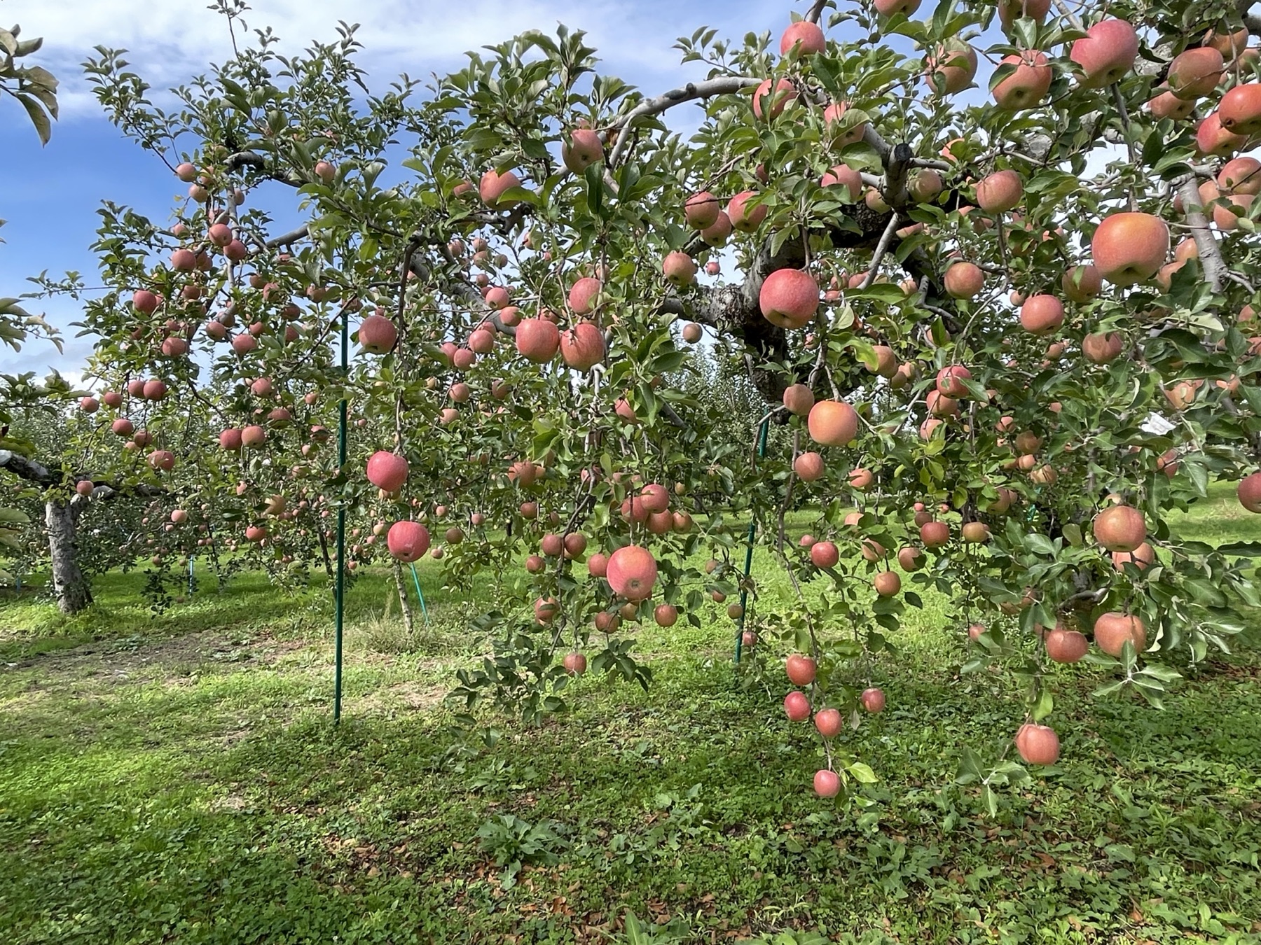 The Perfect Hirosaki Day Trip: Castle, Lunch, and Apple Picking