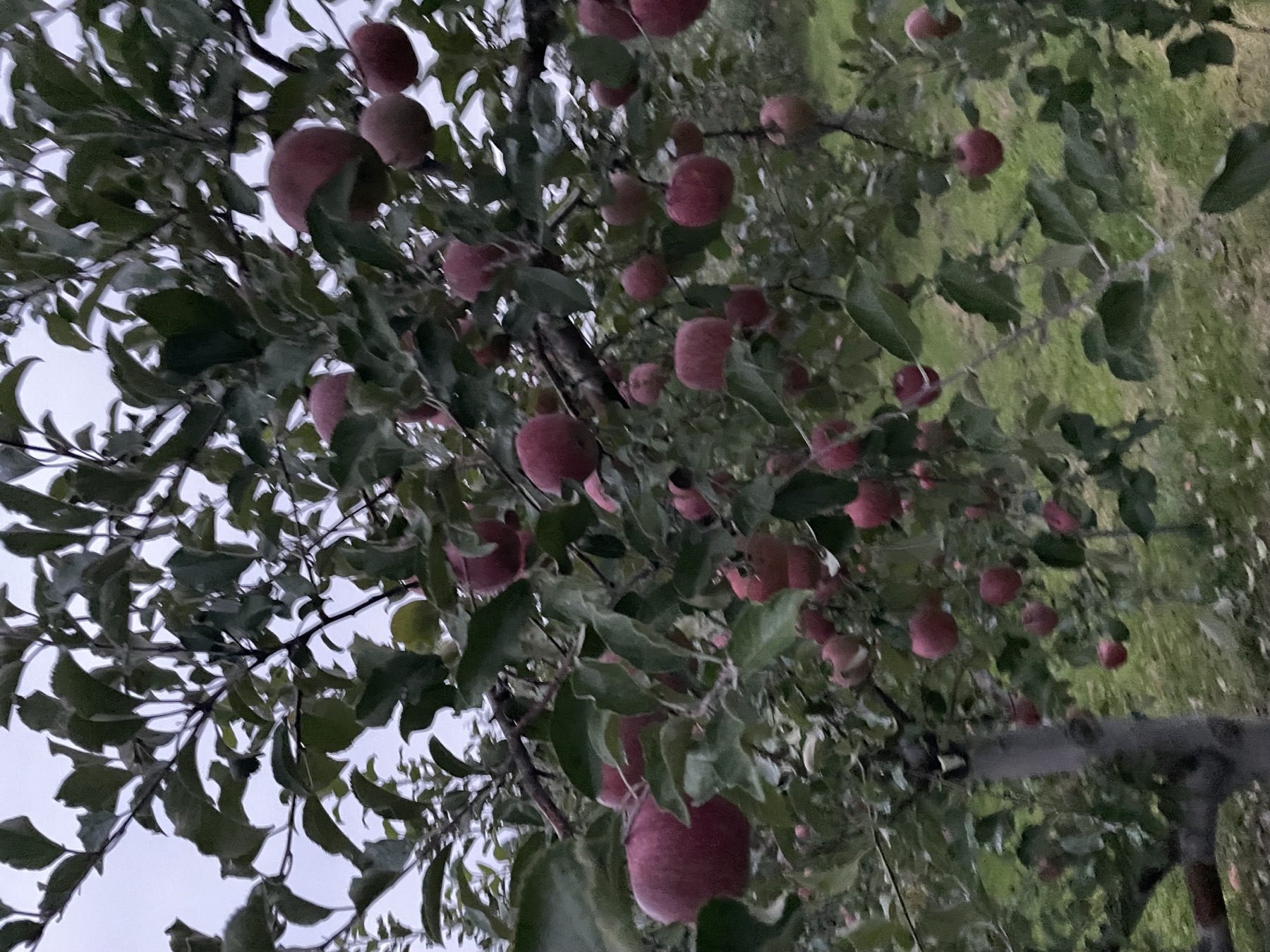 Kudo Farm orchard