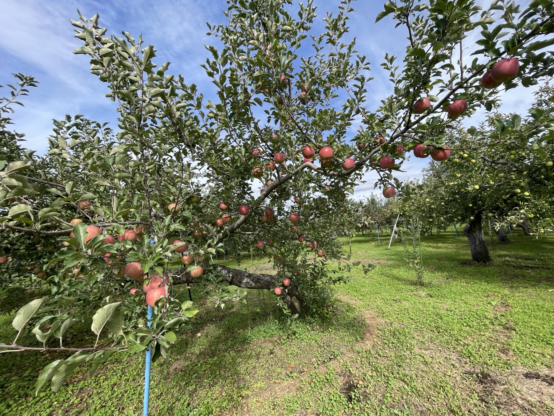 Kudo Farm orchard