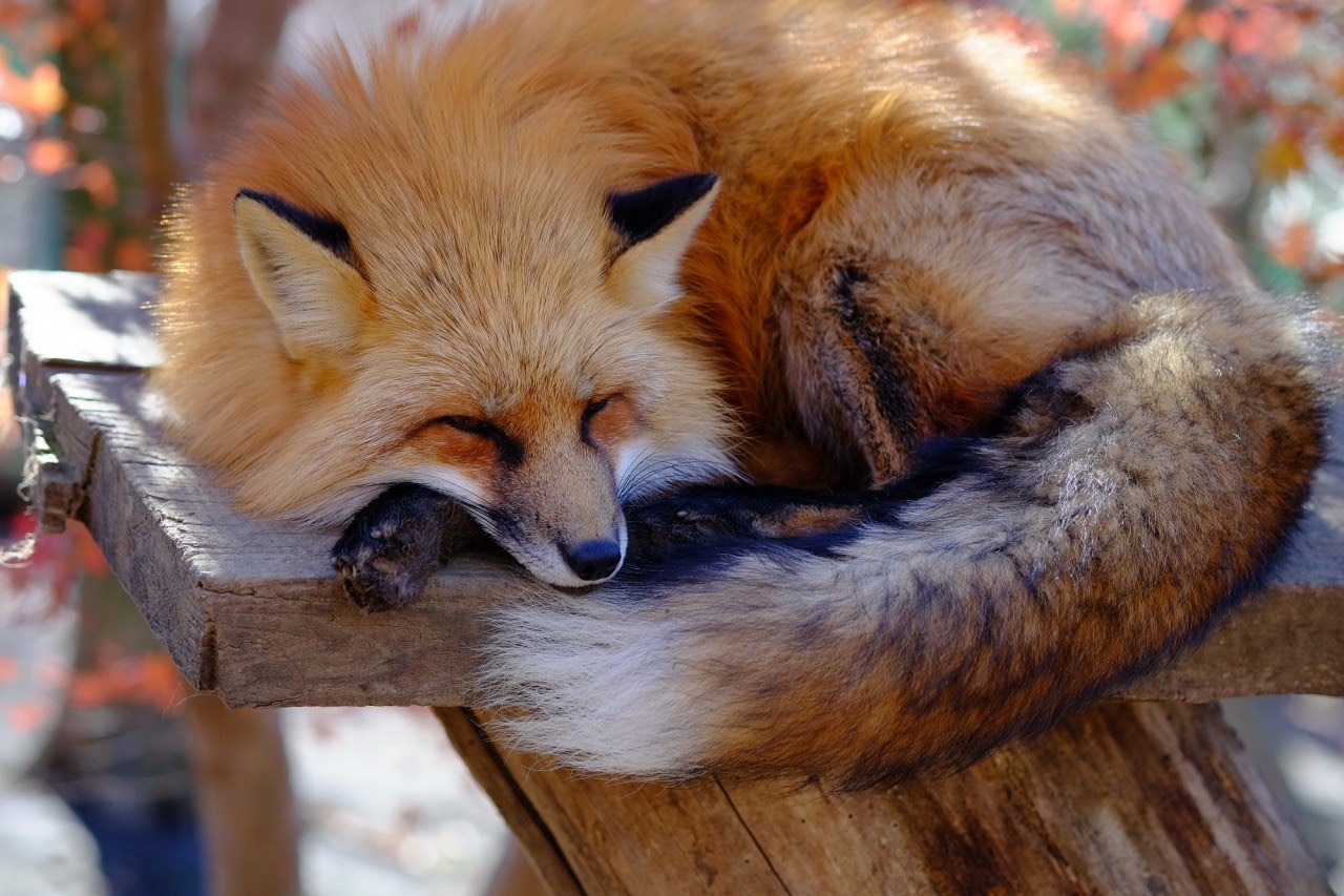 Fox Village